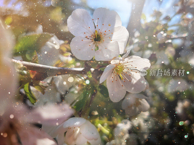 空气中有花粉的花