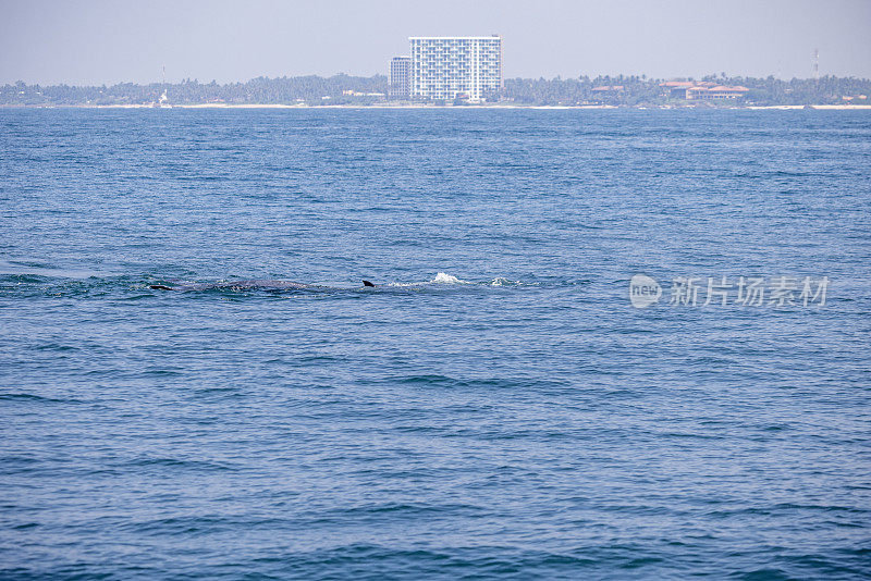 蓝鲸在斯里兰卡海岸附近浮出水面