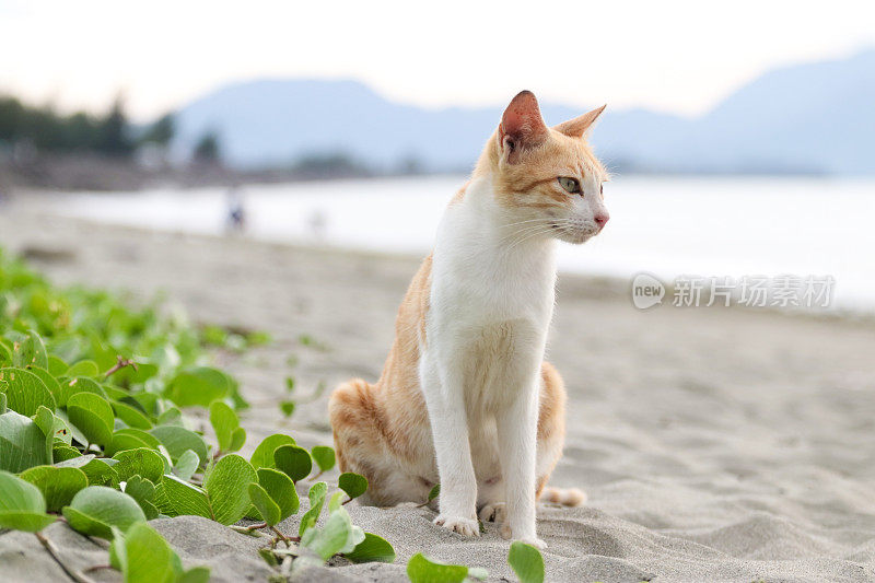 猫在亚齐海滩玩耍