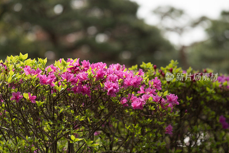 杜鹃花盛开