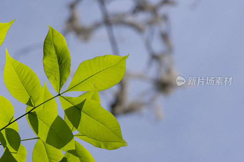 从下面接近背光山胡桃树叶与复制空间在右边