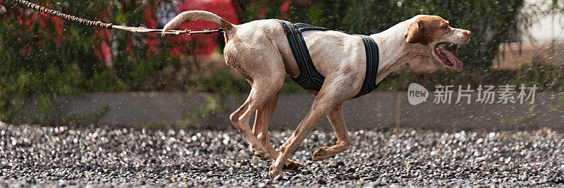 一只狗参加了一场很受欢迎的狗狗赛跑。狗狗赛跑