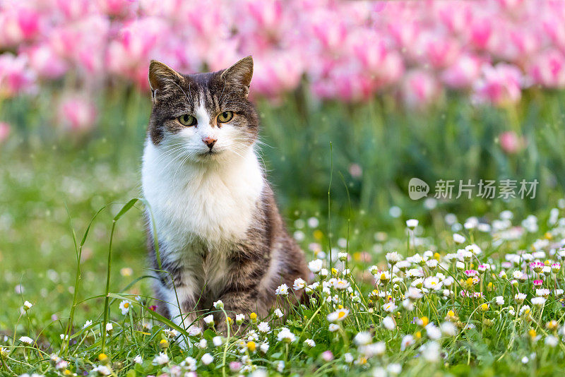 猫坐在一群郁金香前的草地上