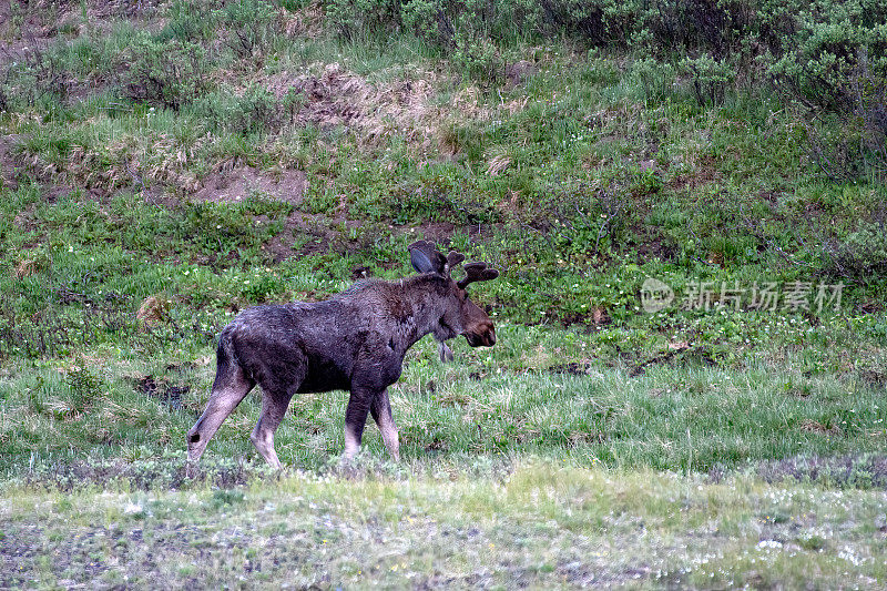 在美国科罗拉多州落基山国家公园北部的高山草地上散步的公驼鹿
