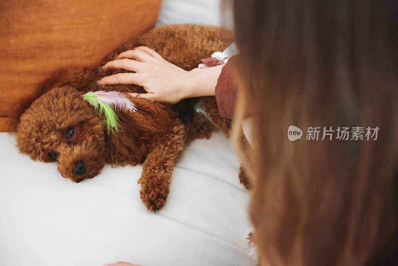 清晨，年轻女子和她的狗在沙发上相遇