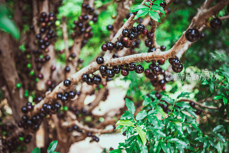 Jabuticaba