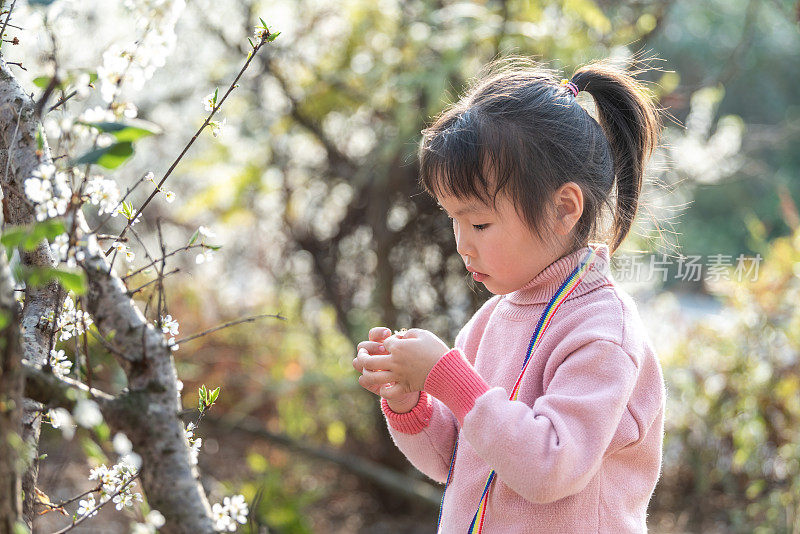 一个小女孩正在盛开的梅林里观察梅花