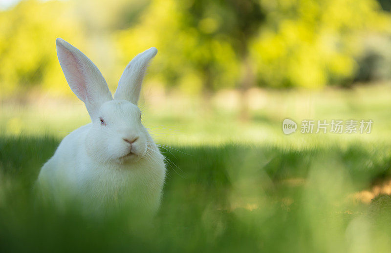 小白兔坐在森林里的草地上。