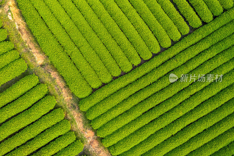 俯瞰郁郁葱葱的茶园