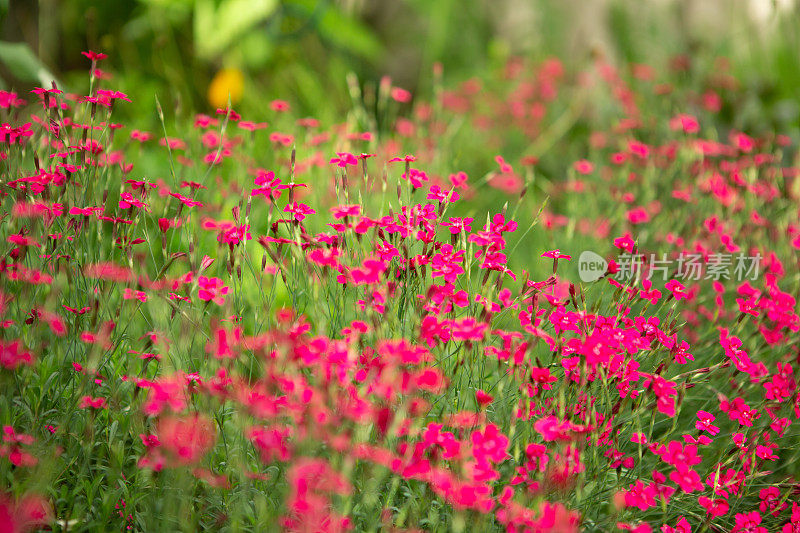 粉色石竹类植物