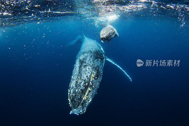 与母座头鲸和幼鲸在开阔的海面上游泳时面对面的相遇