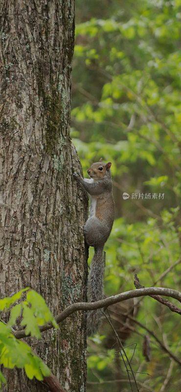 好奇的灰松鼠从一棵高大的树干上下来