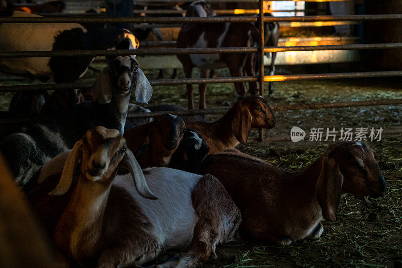 在安静的谷仓里休息，小山羊安静地栖息在一个圈里，被宁静的气氛包围着。