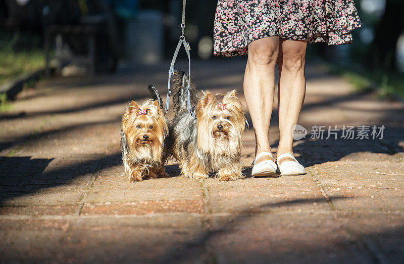 两只美丽的约克犬在公园散步。