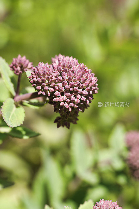 夏天的花园石芋