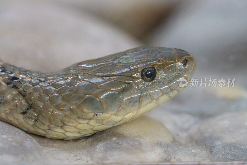 小印度蟒(蟒molurus)的头部特写图像，蛇皮显示鼻孔，棕色蛇皮鳞片图案，头部特写