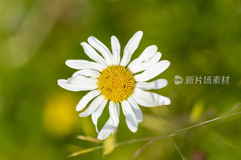 玛格丽特花特写