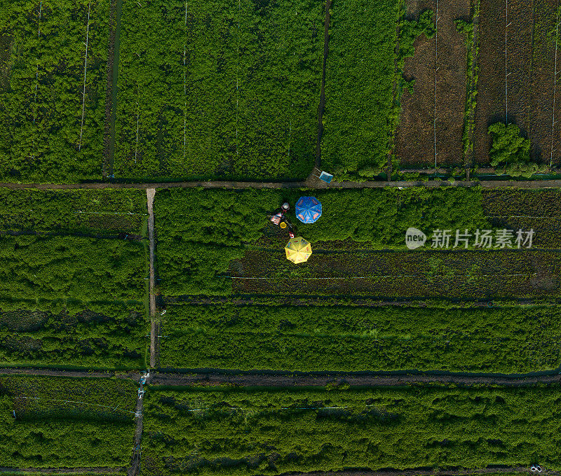 农民在收获蔬菜时用彩色雨伞遮挡阳光，天江省