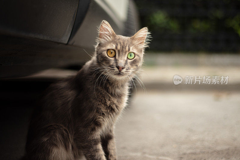 一只眼黄，一只眼绿的流浪猫。