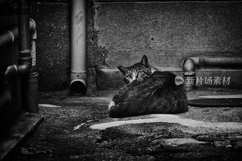 小巷后面的猫