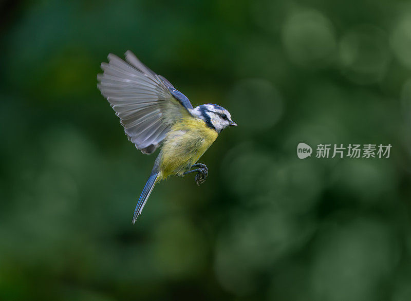 欧亚蓝山雀展翅，产自挪威奥斯陆