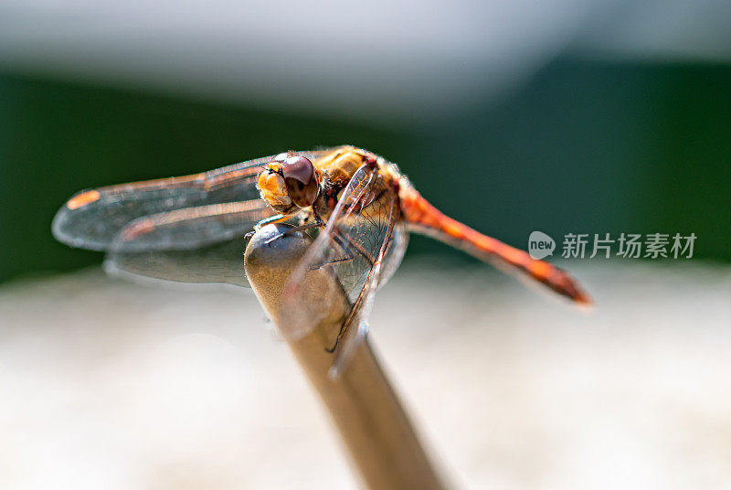 一只蜻蜓坐在日晷上