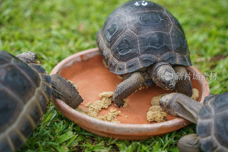 一群幼亚达布拉巨龟(亚达布拉巨龟)在绿色的草坪上吃食物。它是世界上最大的陆龟之一。该物种是塞舌尔环礁的特有物种。