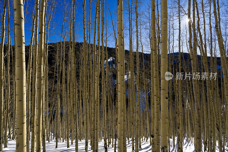 山景与白杨树风景冬季景观