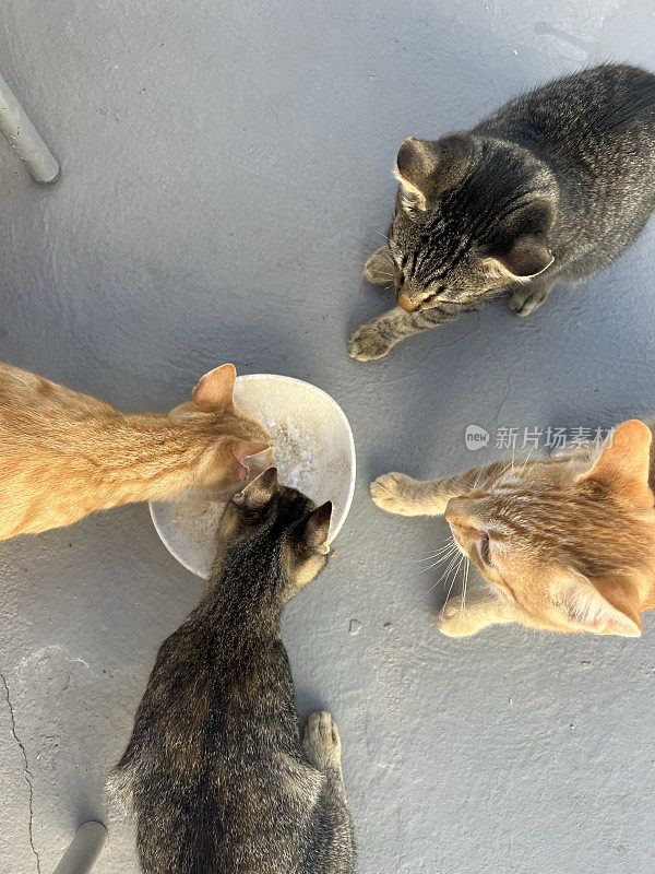 猫从同一个碗里吃东西