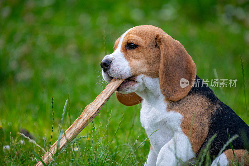 迷人的比格犬小狗的侧面，享受一根棍子在一个充满活力的花园的绿色。