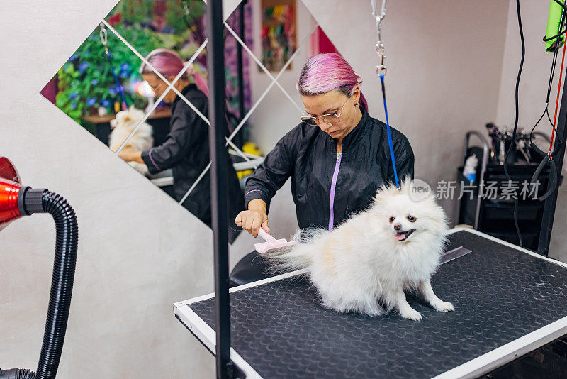 一位女犬美容师正在为一只白色的德国斯皮兹犬理发