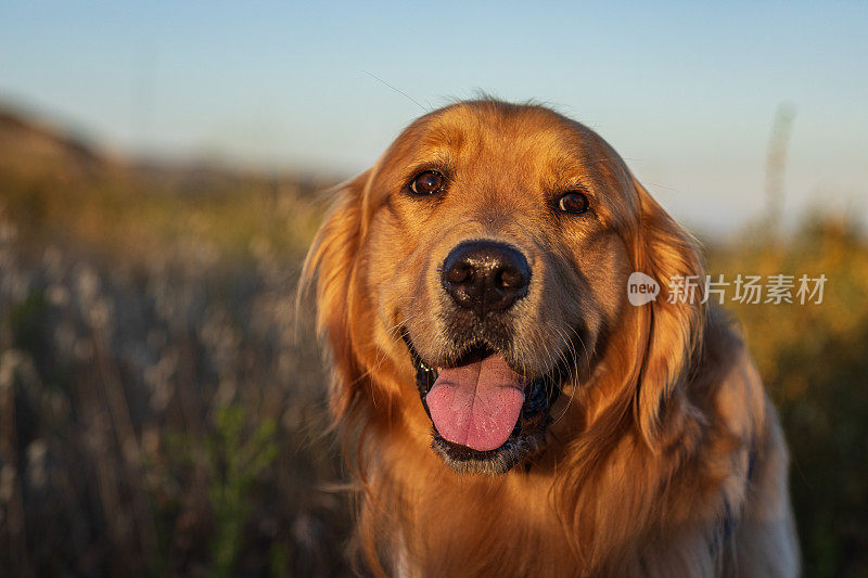 在温暖的午后阳光下，金毛猎犬在草地上散步的肖像。