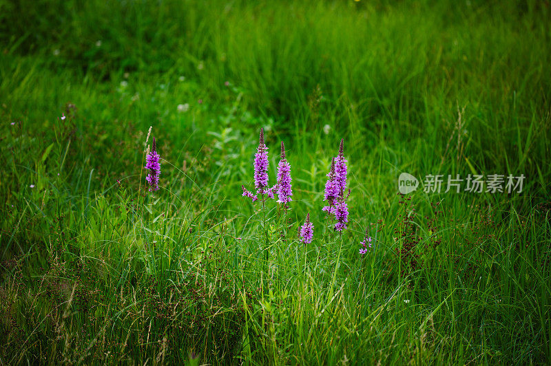 斯洛伐克草地