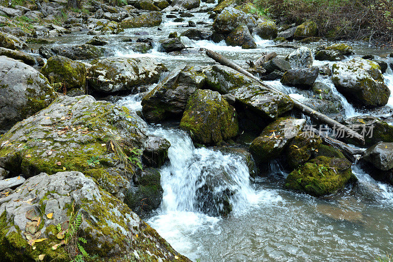在一个多云多雾的早晨，一条湍急的山溪流经秋天的森林，山涧的河床上长满了大片的石头和倒下的树木。
