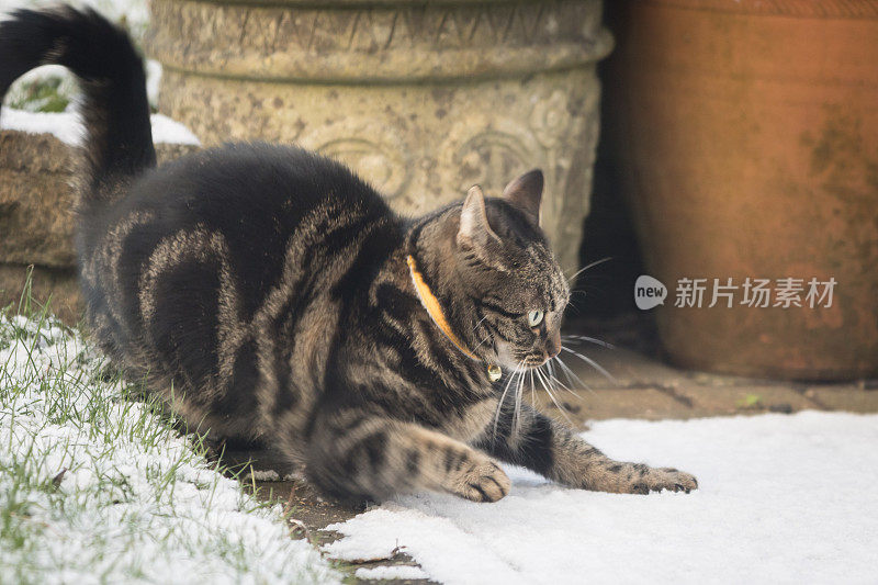 小虎斑猫在雪中玩耍