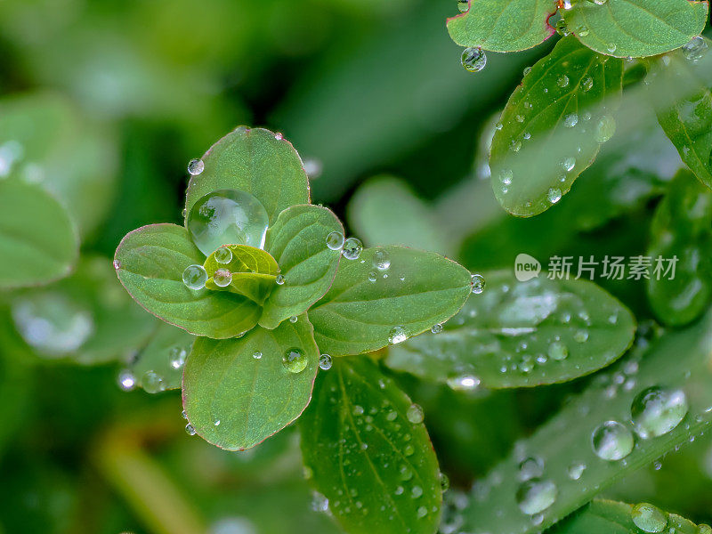 下雨天绿草地上的小露珠