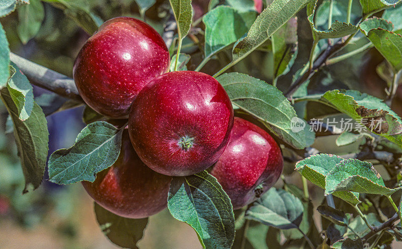 加州索诺玛县塞瓦斯托波尔树上成熟的黑苹果。水果树。