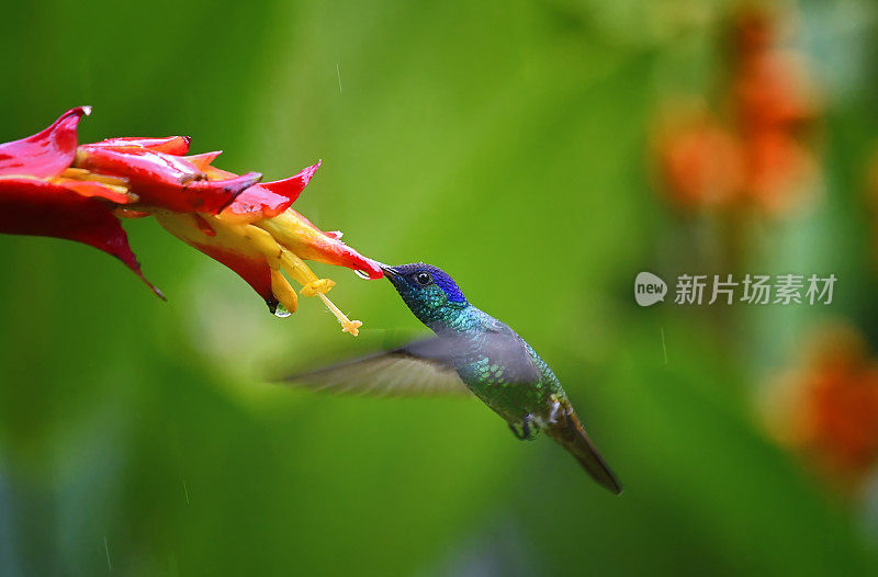 在雨中从黄色和红色的花中吸取花蜜的叉尾木纹蜂鸟