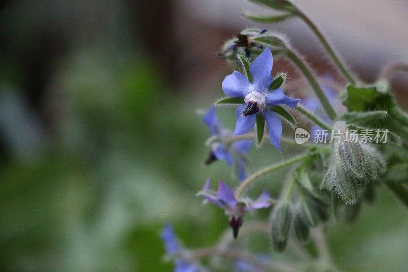 琉璃苣草本花和芽