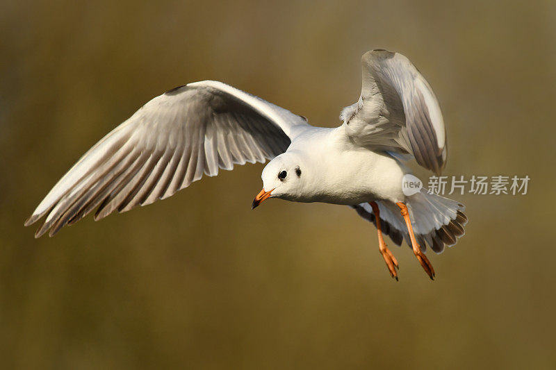 黑头鸥鸟飞