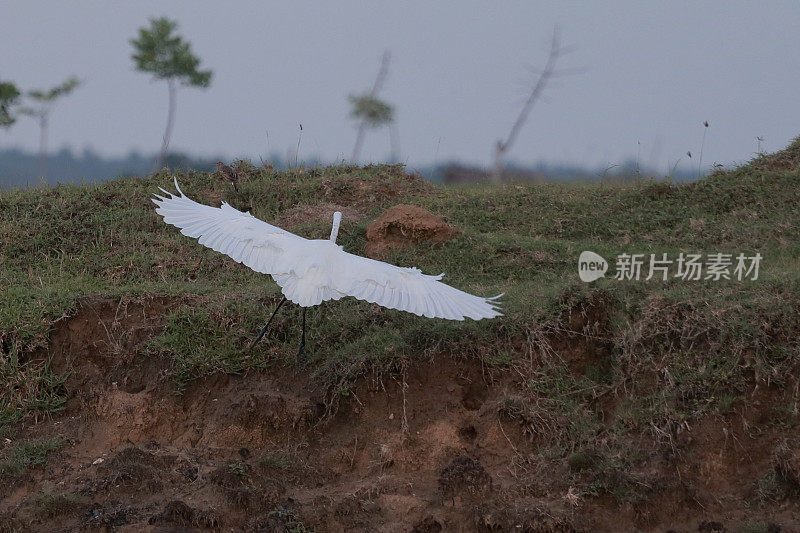 绿地里的白鹭