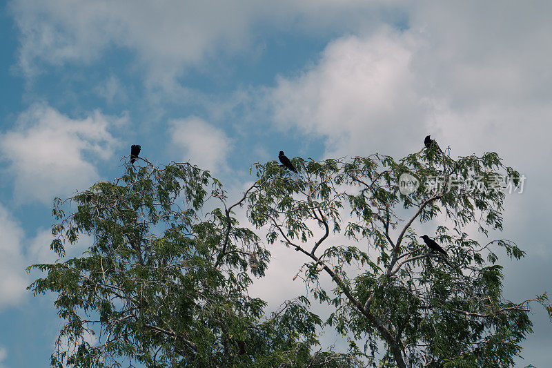 一群乌鸦栖息在一棵树上