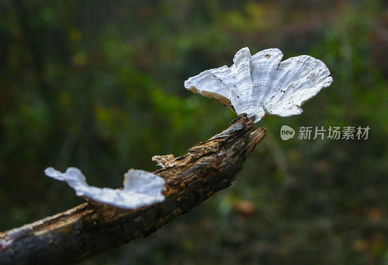 秋天，美国新泽西州郊区森林里腐烂的老树枝上的腐生真菌