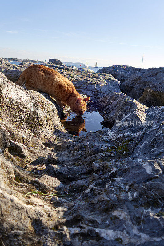 流浪猫在喝水