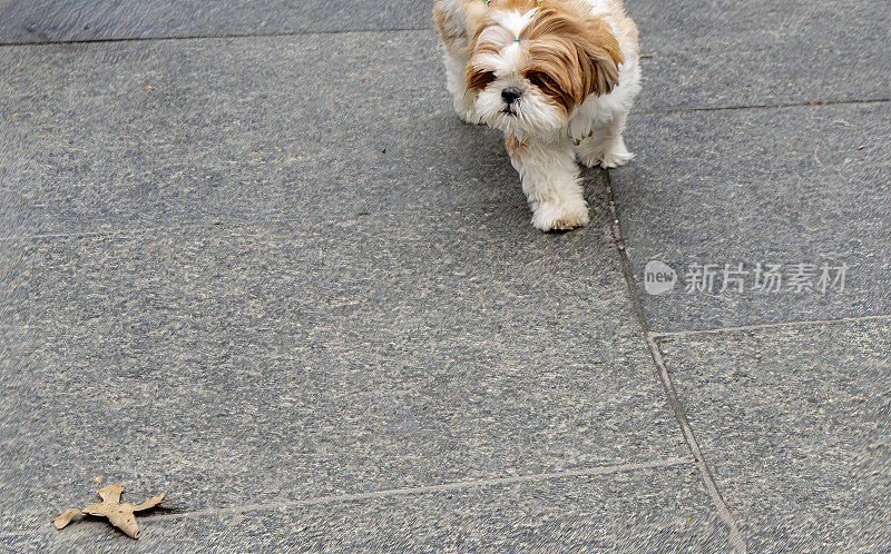 在曼哈顿人行道上行走的马尔济斯约克夏梗犬