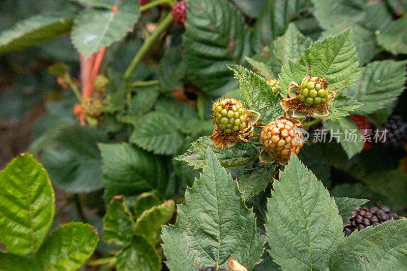 黑莓果实分别从绿色到红色和紫色成熟。浆果对身体有益，对皮肤有帮助。