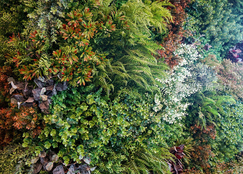 绿色植物墙用于装饰建筑和花园，它是一种美丽而自然的热带雨林植物。使您身心放松，神清气爽，塑料材质。