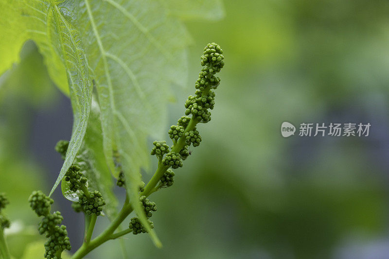 葡萄树，奥地利热区