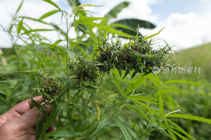 大麻植物的特写