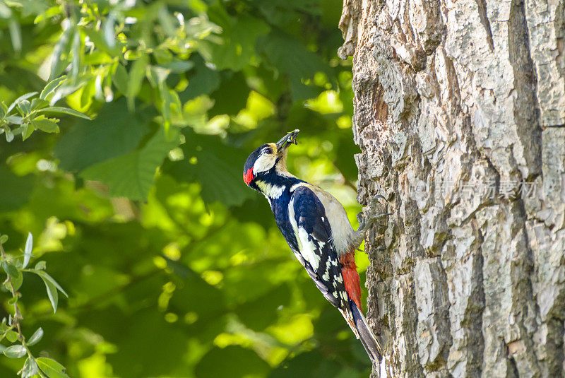 伟大的斑点啄木鸟在春天坐在树洞旁边
